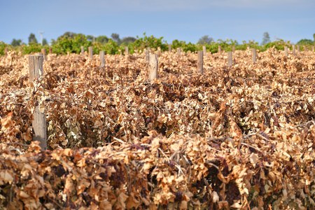 Dead sultana and grape vines in vineyard. Filmed Mildura, Victoria.の写真素材