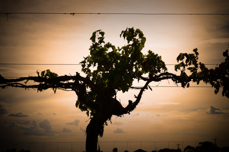 Winery vineyard and silhouette of vines on dusk featuring rows of vines, grapes or sultanas on wire. Filmed Mildura, Victoria.の写真素材