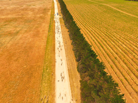 Aerial view of sheep on outback road. Featuring herd of sheep. Complete with sheep dogs, farmer and farm utes. Circle Irrigation (Centre Pivot) in view.の写真素材