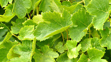 Bunch of Australian Wine Grapes Barossa valleyの写真素材