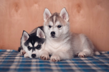 Siberian husky puppies laying on plaid