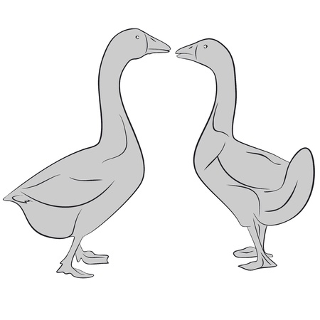 An a vector illustration of two goose  Files included  AI8 EPS and JPG のイラスト素材