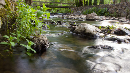 stream in the forest