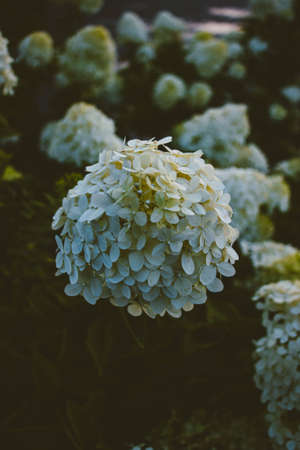 moss on the rockの写真素材