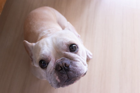 french bulldog about to fall sleep in the late morningの写真素材