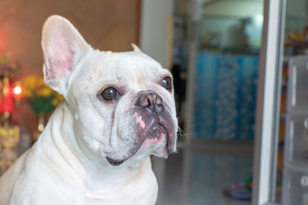 french bulldog about to fall sleep in the late morningの写真素材