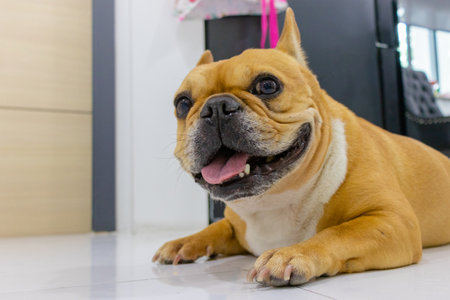 french bulldog about to fall sleep in the late morningの写真素材