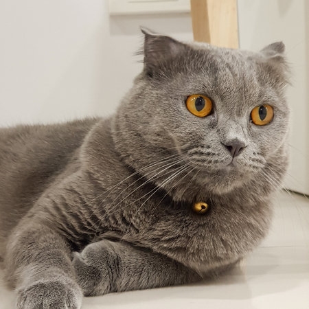 Blue cat with orange eye laying down on the floor looking longの写真素材