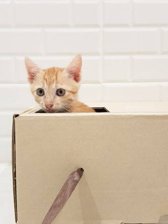 little orange kitty looking front of paper box and lookingの写真素材