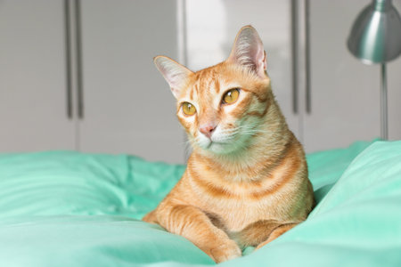 set of cats playing around indoor house and take some sleeping for redの写真素材