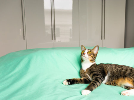 set of cats playing around indoor house and take some sleeping for redの写真素材