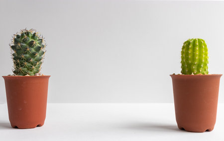 set of various cactus plants in pots. Cactus plant in different pot and view on table front of white wallの写真素材