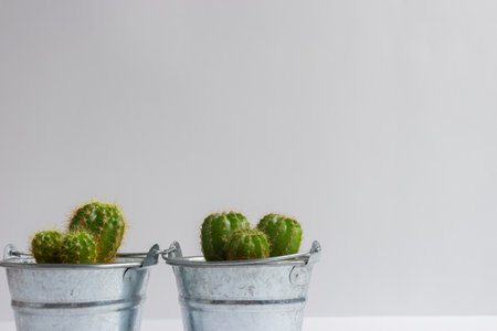 set of various cactus plants in pots. Cactus plant in different pot and view on table front of white wallの写真素材