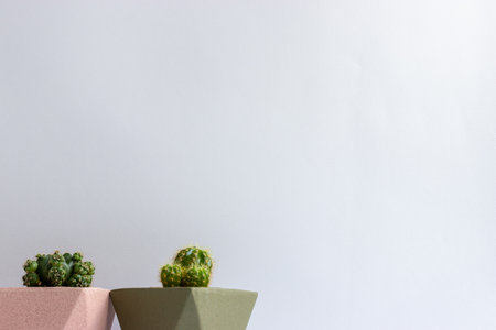 set of various cactus plants in pots. Cactus plant in different pot and view on table front of white wallの写真素材