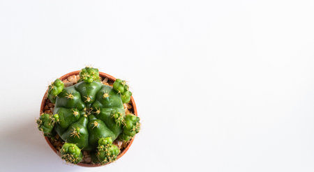 set of various cactus plants in pots. Cactus plant in different pot and view on table front of white wallの写真素材