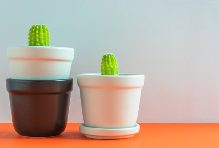 set of various cactus plants in pots. Cactus plant in different pot and view on table front of white wallの写真素材