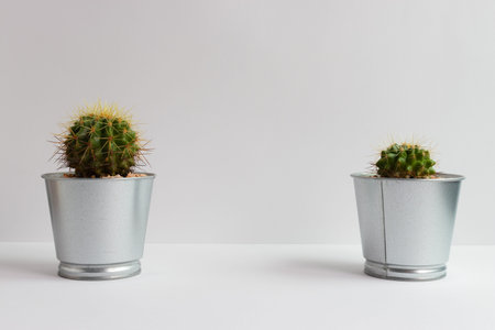 set of various cactus plants in pots. Cactus plant in different pot and view on table front of white...