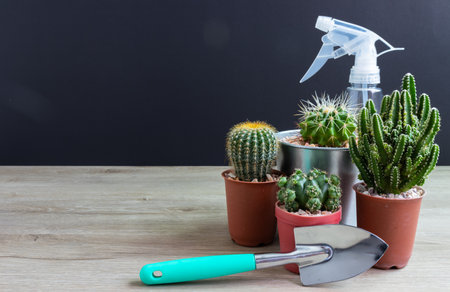 set of various cactus plants in pots. Cactus plant in different pot and view on wood table during gardening nursery cactus.の写真素材