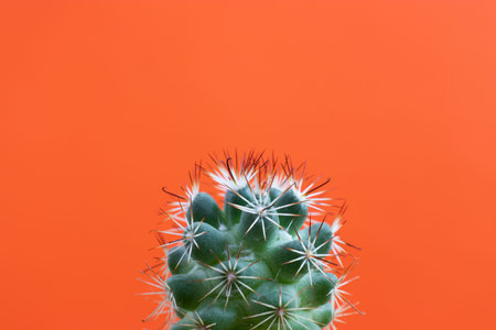 small Cactus plant on a plain color background and space for your