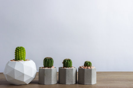 set of various cactus plants in pots. Cactus plant in different pot and view on  table during gardening nursery cactus with space for you brandの写真素材