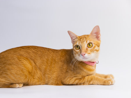 set of cat front of white background doing activity on the floor and toy indoor the houseの写真素材