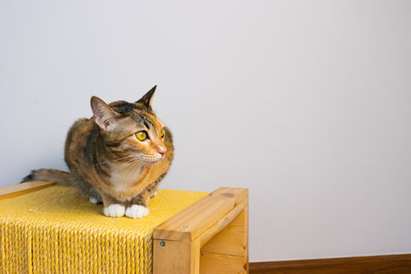 set of cat front of white background doing activity on the floor and toy indoor the houseの写真素材