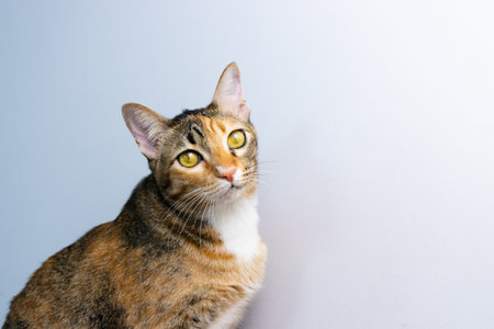set of cat front of white background doing activity on the floor and toy indoor the houseの写真素材