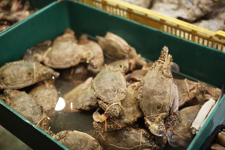 Raw Crab on basketの写真素材