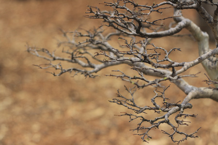 bonsai tree close up shot selective focusの写真素材