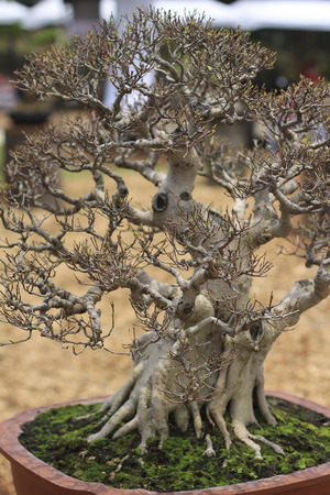 bonsai tree close up shot selective focusの写真素材