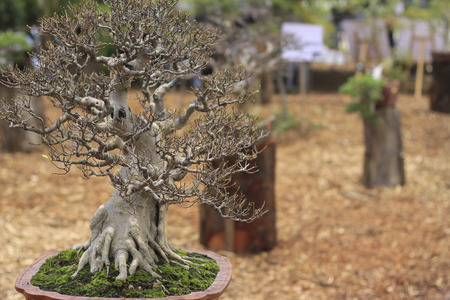 bonsai tree close up shot selective focusの写真素材