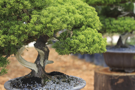 bonsai tree close up shot selective focusの写真素材
