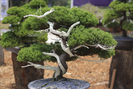 bonsai tree close up shot selective focusの写真素材