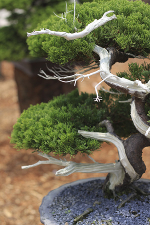 bonsai tree close up shot selective focusの写真素材