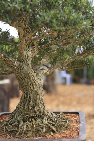 bonsai tree close up shot selective focusの写真素材