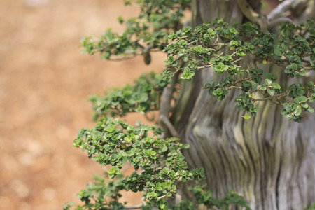 bonsai tree close up shot selective focusの写真素材