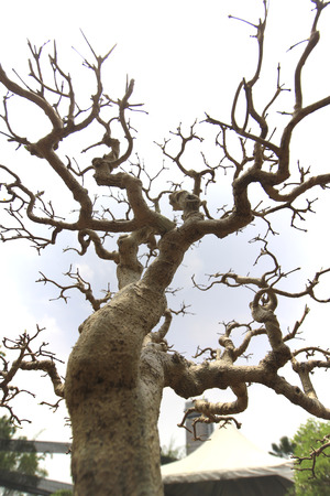 bonsai tree close up shot from belowの写真素材