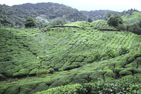 Landscape - Tea plantation fields in morning fog on sunrise. Cameron Highland, Malaysia.の写真素材
