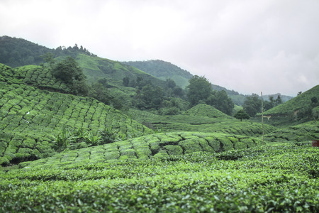 Landscape - Tea plantation fields in morning fog on sunrise. Cameron Highland, Malaysia.の写真素材