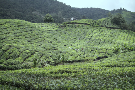 Landscape - Tea plantation fields in morning fog on sunrise. Cameron Highland, Malaysia.の写真素材