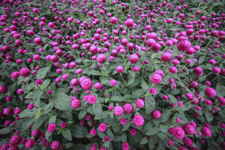 purple little flower indoor botanyの写真素材