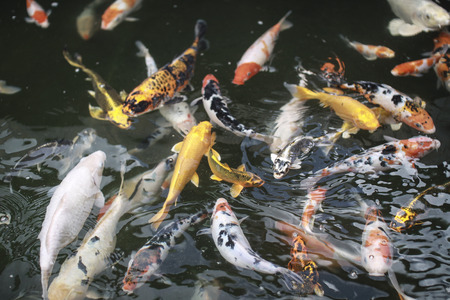 fish in a pondの写真素材