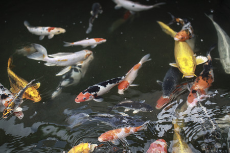 fish in a pondの写真素材