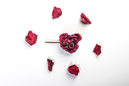 dried roses isolated on white backgroundの写真素材
