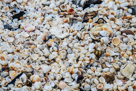 sea shells and stonesの写真素材