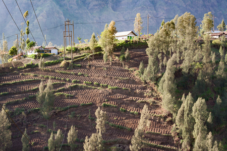 Morning view at Sukapaura, East Java Indonesia. Agriculture at mountain is now second income for locals at East Java as Tourism change their life.の写真素材