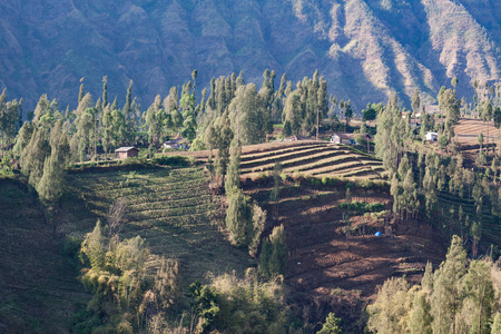 Morning view at Sukapaura, East Java Indonesia. Agriculture at mountain is now second income for locals at East Java as Tourism change their life.の写真素材