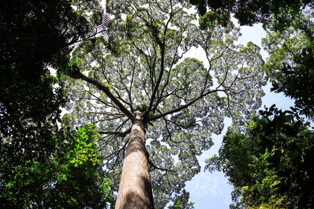 tropical big trees seen at Poring Park, Sabahの写真素材