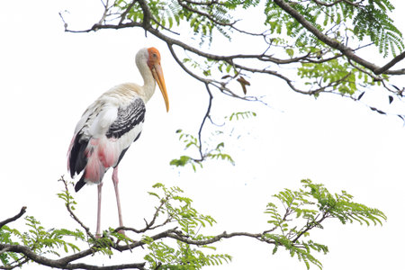 view of egret birds at zooの写真素材