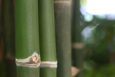 bamboo tree shot in close up in the park backgroundの写真素材